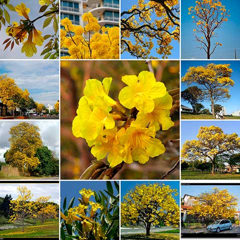 Композитная фотография цветущего дерева