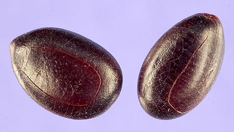 Семена Prosopis africana