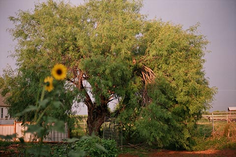 Старое дерево Прозопис медовый. США, штат Техас