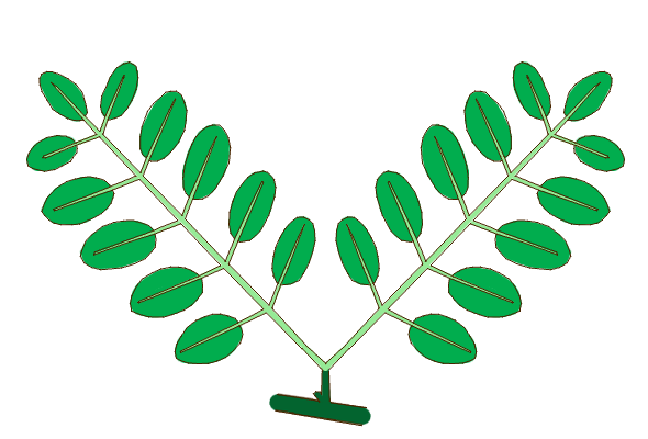 Геминатно-перистые листья
