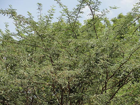 Инвазивный P. juliflora в Индии