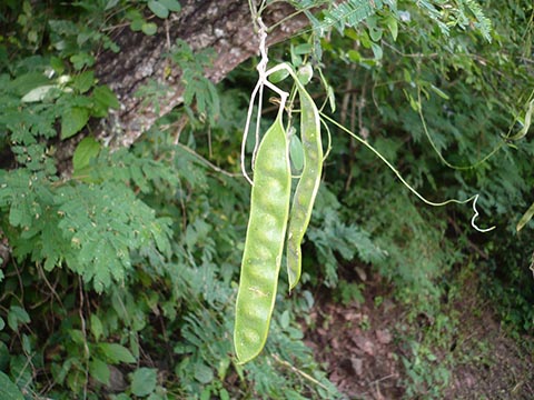 Семена Prosopis nigra