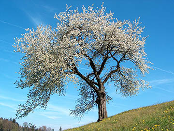 Общий вид вишни обыкновенной (Prunus cerasus)