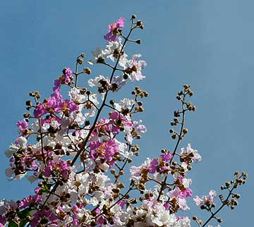 Lagerstroemia floribunda – цветы крупным планом в Калькутте (Западная Бенгалия, Индия)