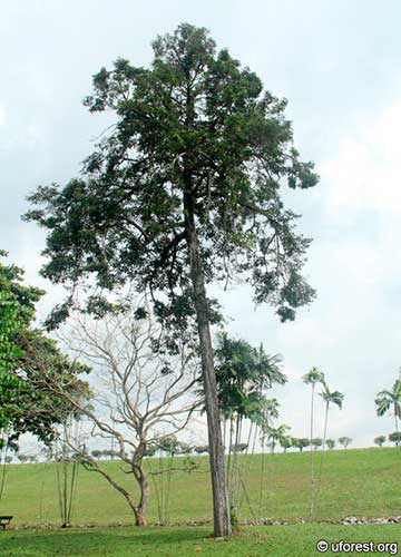 Типичное дерево