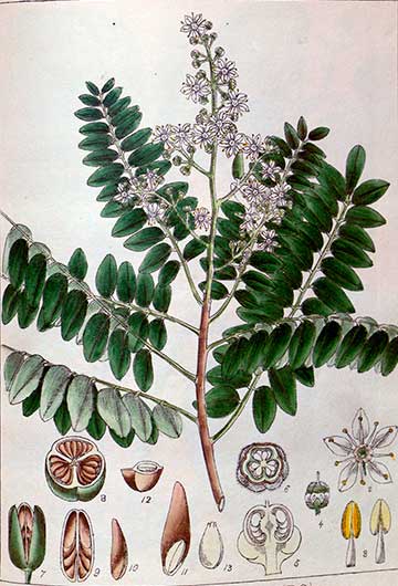 Ботаническая иллюстрация из книги Индийская ботаника (Indian botany), том I, 1840