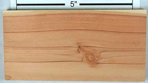 Метасеквойя глиптостробоидная – Metasequoia glyptostroboides