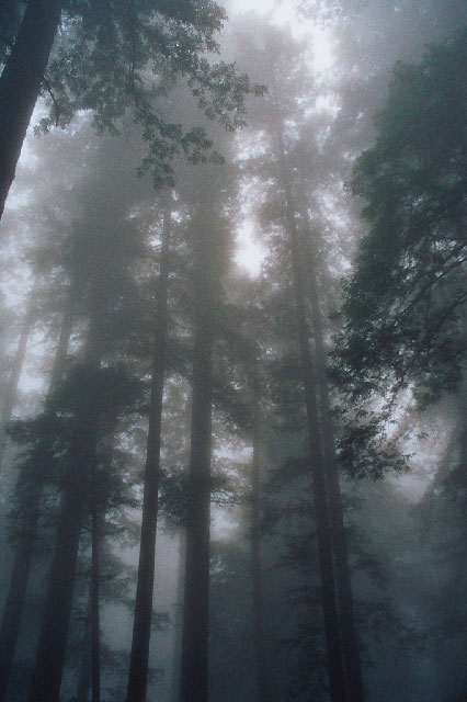 Туман имеет большое значение в экологии берегового редколесья. Национальный Парк Редвуд