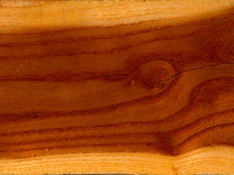 Шелковица белая – древесина; продольный спил
