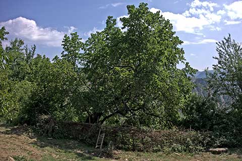 Шелковица чёрная (Morus nigra), Албания