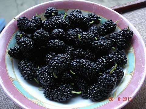 Плоды чёрной шелковицы (Morus nigra)