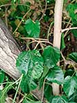Ягоды и листья – шелковица чёрная (Morus nigra)