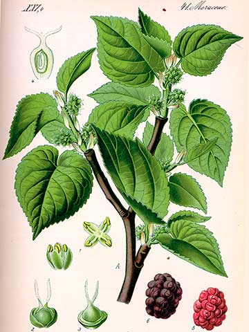 Шелковица чёрная - Morus nigra. Ботаническая иллюстрация из книги О. В. Томе Flora von Deutschland, Österreich und der Schweiz, 1885
