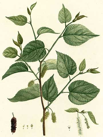 Шелковица красная - Morus rubra. Ботаническая иллюстрация из книги Анри Луи Дюамель дю Монсо Traité des Arbres et Arbustes, 1847