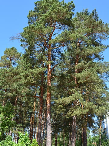 Сосна обыкновенная (Pinus sylvestris)