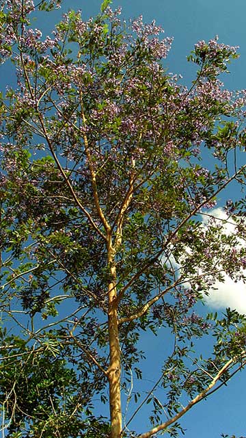 Большое цветущее дерево Bowdichia virgilioides