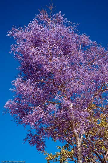 Обильно цветущее дерево Bowdichia virgilioides