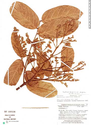 Гербарий Diplotropis purpurea