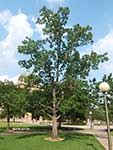 Культивируемое дерево (штат Техас, США)