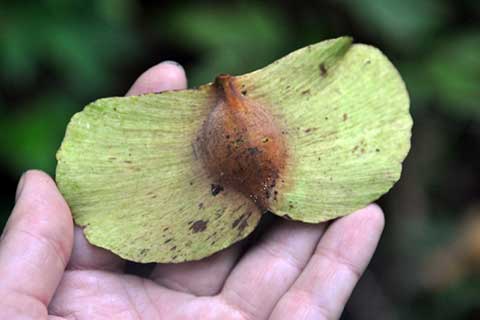Семячко. Влажный тропический лес - остров Хэвлок, Андаманские острова (Индия)