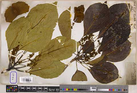 Гербарий: листья – терминалия двукрылая (Terminalia bialata)