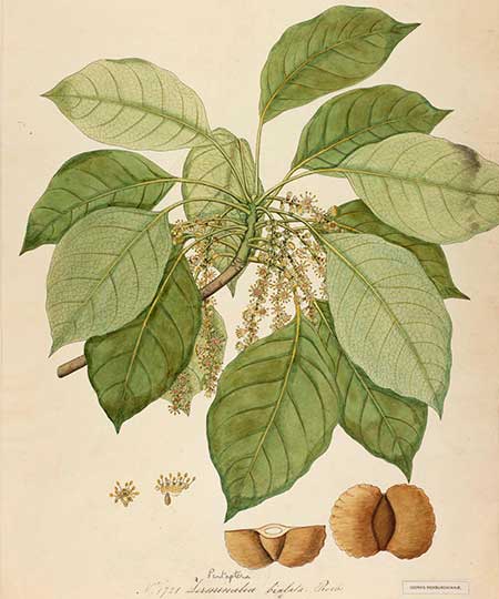 Ботаническая иллюстрация терминалии двукрылой (Terminalia bialata)