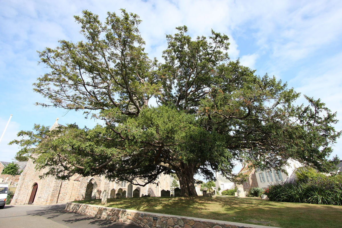 Тисовое дерево в церковном дворе Святого Клемента, Джерси, Нормандские острова