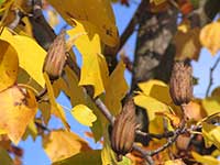 Золотистые осенние листья и семенные шишки