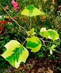 Листья сорта “Aureomarginatum”