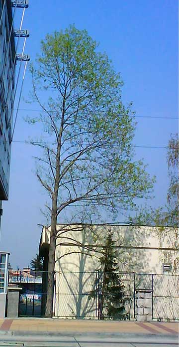 Внешний вид дерева в течение года: весна