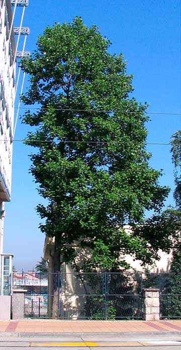 Внешний вид дерева в течение года: лето