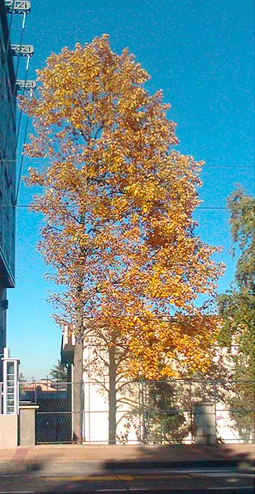 Внешний вид дерева в течение года: осень