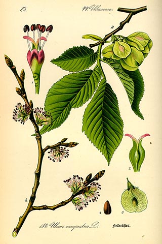 Ботаническая иллюстрация из книги О. В. Томе Flora von Deutschland, Österreich und der Schweiz, 1885