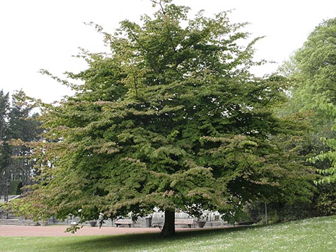Parrotia persica – образец высажен в Бельгии