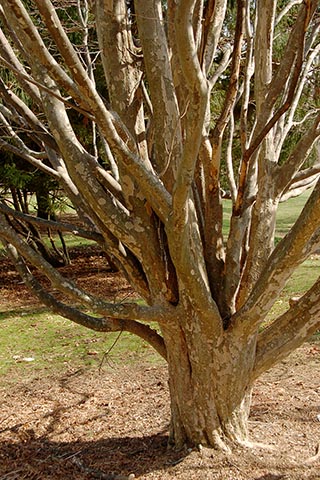 Дерево имеет множество ветвей и отличительную цветную кору