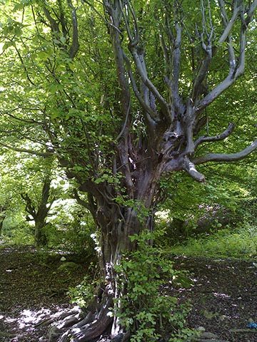 Железное дерево в Рамсаре в Иране