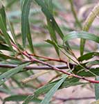 Акация для копья – Acacia rhodoxylon