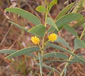 Акация для копья – Acacia rhodoxylon