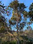 Красное кровавое дерево – Corymbia gummifera