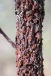 Бычий дуб (Allocasuarina luehmannii)