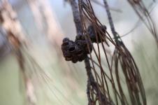 Западный шиоак – Allocasuarina fraseriana