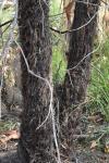 Волосатый дуб – Allocasuarina inophloia