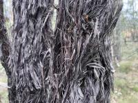 Волосатый дуб – Allocasuarina inophloia