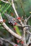Чёрный шиоак – Allocasuarina littoralis