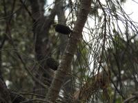 Поникший шиоак – Allocasuarina verticillata