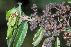 Розовый ясень – Alphitonia petriei