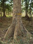 Андаманский падук – Pterocarpus dalbergioides