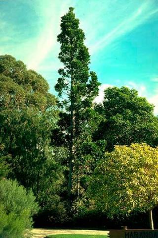 Культивируемое дерево Agathis robusta на открытом месте