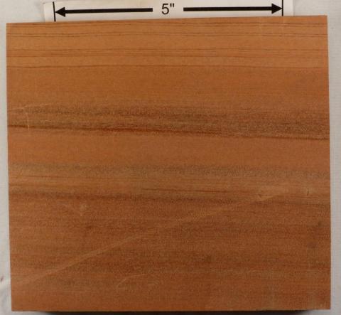 Квинслендское каури – Agathis robusta