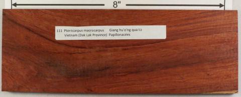 Бирманский падук – Pterocarpus macrocarpus
